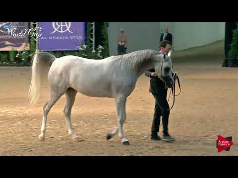 N.206 JEHAN ALJASSIMYA - LAS VEGAS 2019 - Arabian World Cup Senior Breeding Mares (Class 115).mp4