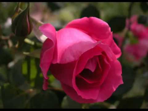 Lenda das Rosas - Maria Leopoldina da Guia