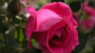 Lenda das Rosas - Maria Leopoldina da Guia