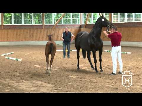 ODRZ163 Stutfohlen von Dinken   Cormint   Calypso II