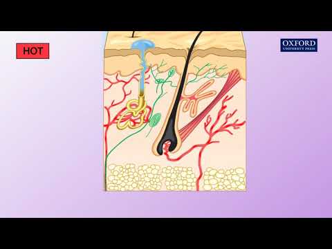 Animation E1, 2.1 How does the skin regulate body temperature?