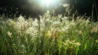 Múm - Green Grass Of Tunnel with lyrics