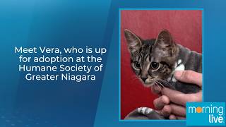 Meet Vera, who is up for adoption at the Humane Society of Greater Niagara
