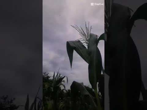 Tardezinha no sítio Taboquinha em Altaneira-Ce.