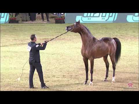 N.285 EA ARJENEL MARWTEYN - 2020 PSAIAHF Al Khalediah Show - Stallions 7-9 Years Old (Class 11A)