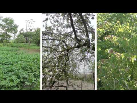 Partos Timis Romania