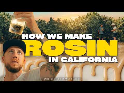 10,000 PLANTS. ONE WINNER | Inside California’s Rosin Revolution