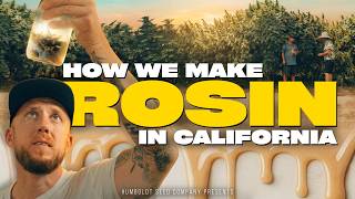 10,000 PLANTS. ONE WINNER | Inside California’s Rosin Revolution