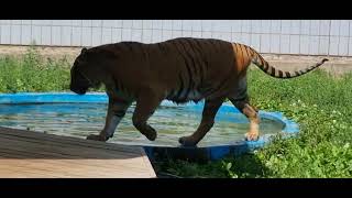 물을 좋아하는 호랑이 #tiger #벵갈호랑이 #호리 #동물원 #zoo #달성공원 #호랑이목욕탕