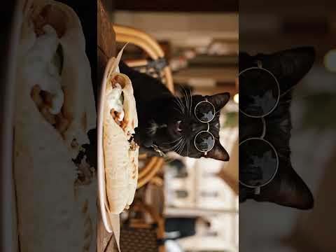 🐾 Meesha the Cat Tries Greek Gyros for the First Time! 🇬🇷