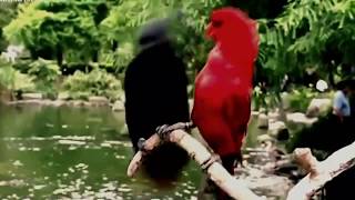 Download lagu Dj Music 2018 || Dj aisyah maimunah jamilah versi akimilaku yang enak d dengar mp3 Download lagu Dj Music 2018 || Dj aisyah maimunah jamilah versi akimilaku yang enak d dengar mp3