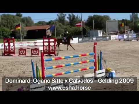 Dominard: OGANO SITTE x CALVADOS