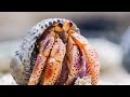 Hermit Crabs LINE UP To Swap Shells Life Story BBC Earth Kids