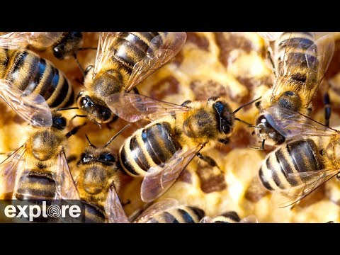 Honey bee nest, Waal live webcam