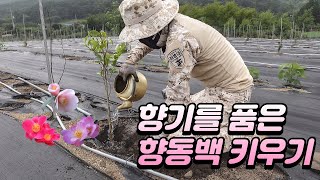 【향기를 품은 향동백 키우기】 반려식물 식재 