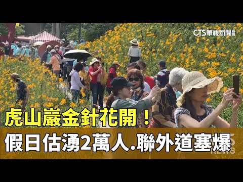虎山巖金針花開了！假日估湧2萬人　聯外道塞爆