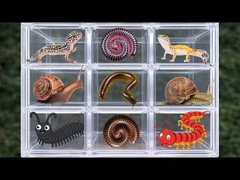 wow!! there are so many millipedes in this place, let's catch them #animals #millipede 