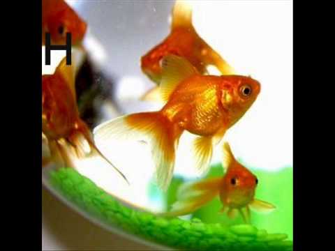 Badly Drawn Boy -Have You Fed The Fish ?, Coming Into Land ( Lyrics )