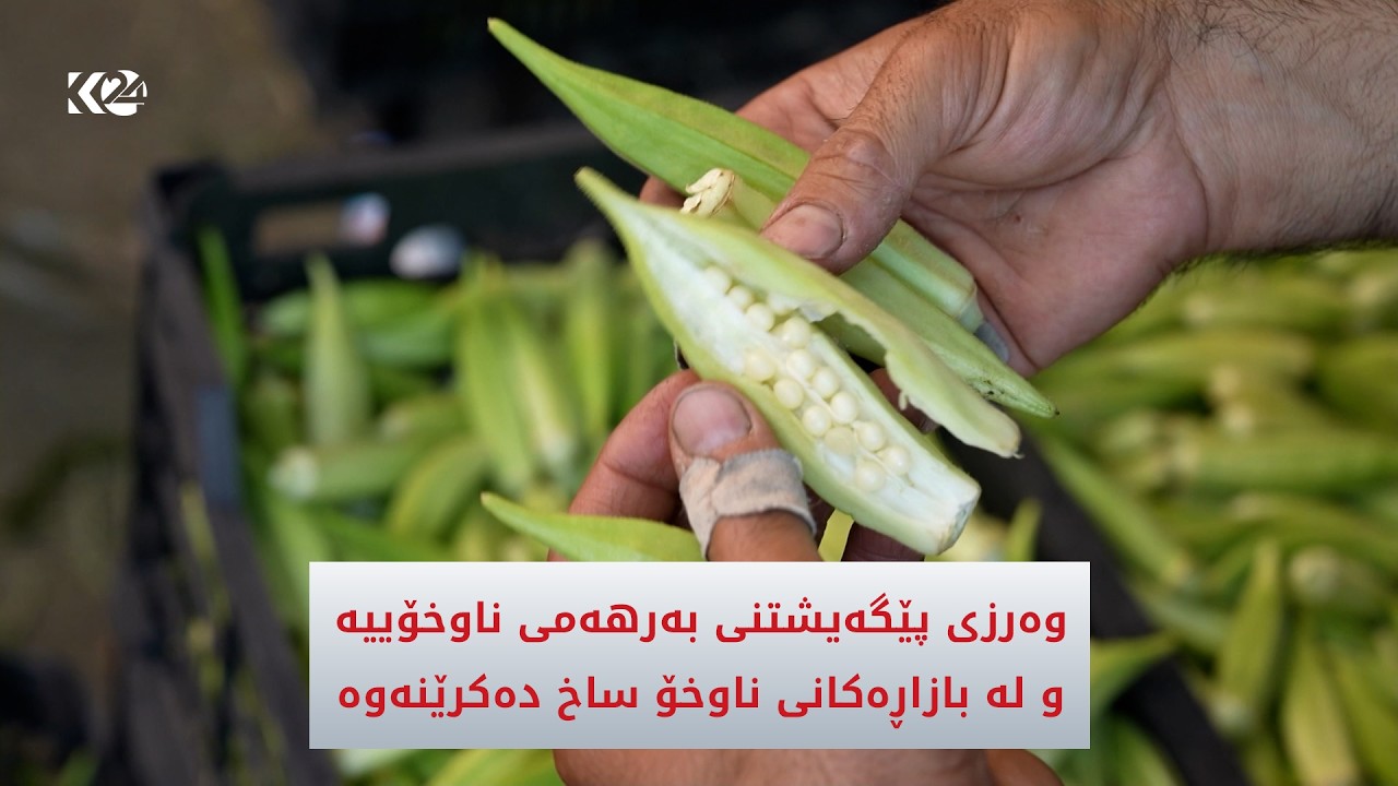ڤیدیۆ | وەرزی پێگەیشتنی بەرهەمی ناوخۆییە و لە بازاڕەکانی ناوخۆ ساخ دەکرێنەوە
