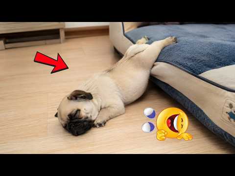 These Pets Wake Up Every Morning Ready To Create New Lore 😂🐾🤣