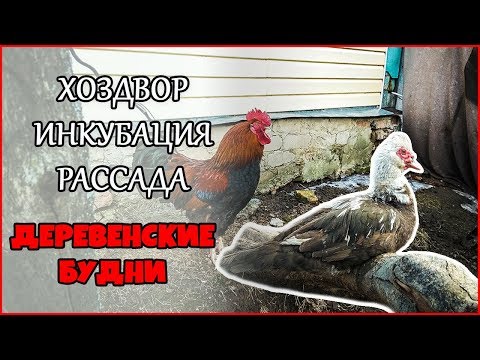 Хоздвор. Рассада. Инкубация. Жизнь в деревне.