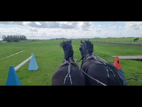 Stal Okkema's Morris - Willem x Fabe - Stallion - 2020 - 1.68m