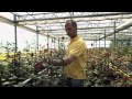 Der mit den Blumen spricht - BlumenoaseFries 