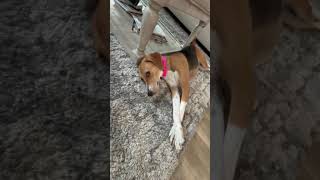 Video preview image #1 Treeing Walker Coonhound-Unknown Mix Puppy For Sale in Kennesaw, GA, USA