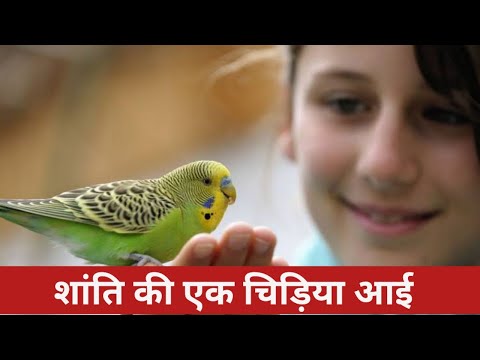 शांति की एक चिड़िया आई लेकर एक संदेश #bksongs #brahmakumaris