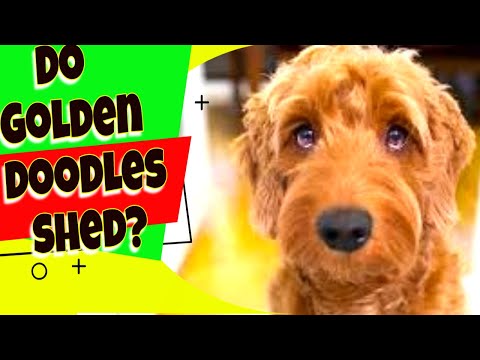 Do Goldendoodles shed? Goldendoodle Dog Breed Answers