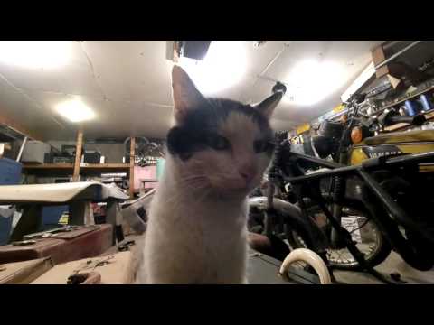 Run-ning Shorts - Garage Cat and Garage Heater