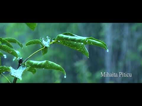 Mihaita Piticu - Ploua [official song] اغنية رومانية مترجمة