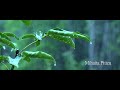 Mihaita Piticu Ploua Official Song اغنية رومانية مترجمة