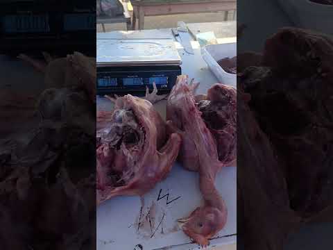 Chácara São Miguel Arcanjo,Fera dos agricultores na serra do mel Rio Grande do Norte