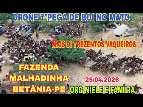 [DRONE] 7°PEGA DE BOI NO MATO FAZENDA MALHADINHA BETÂNIA-PE ORG NIELE É FAMÍLIA