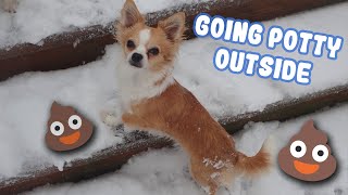 Chihuahua Owners In The Winter (Going Potty Outside)