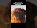 Fyp Funny Viral Shorts Dog Meme Viralshorts Trending Foryoupage Shooting Sports Sunset