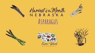 Harvest of the Month: Asparagus