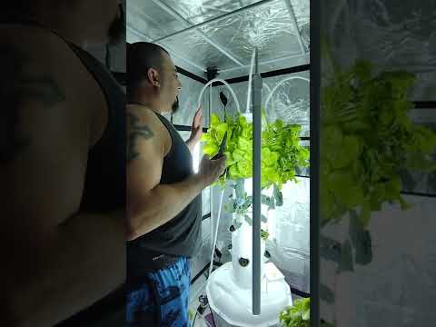 Tower Garden Maintenance Pruning