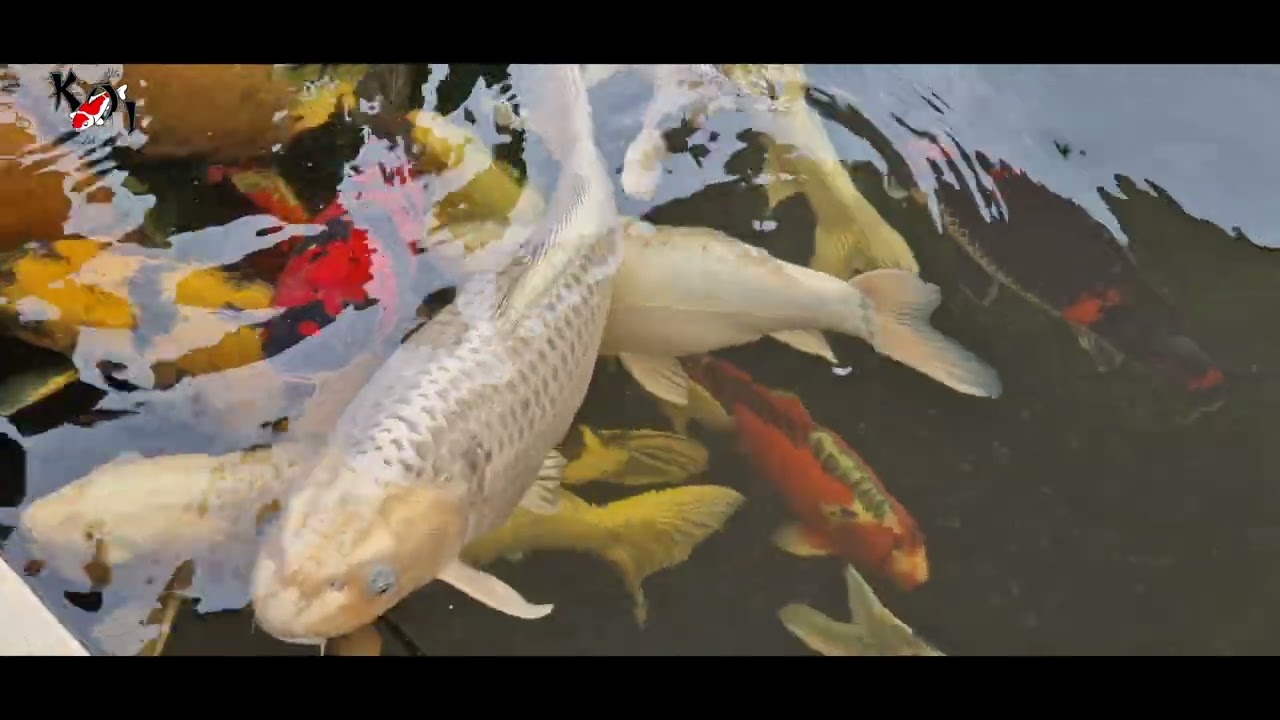 Koi Vijver van Andel on Koi Tour by Akis in  Greece