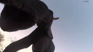 preview picture of video 'Elephant Eats GoPro'