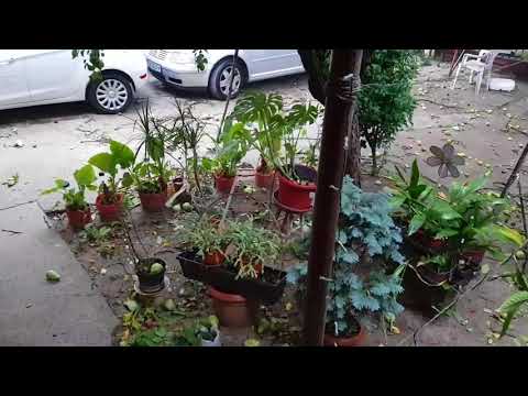 Vijelie în Timișoara 17.09.2017