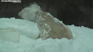 Philadelphia Zoo Polar Bear Rolling in Snow