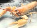 Animal ABC S Mov