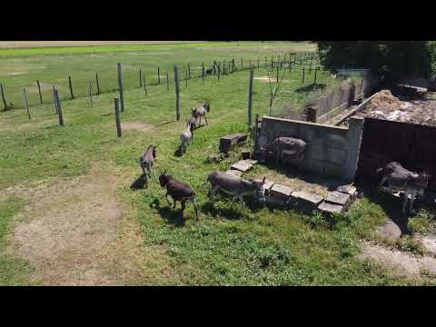 Farma magaraca Špic - Bukovče Negotin