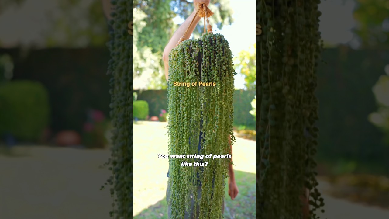 The Trick To Succulents