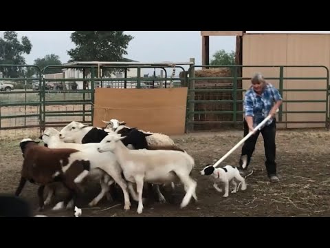 Phase One of Round Pen Training:  Introducing a Puppy to Livestock