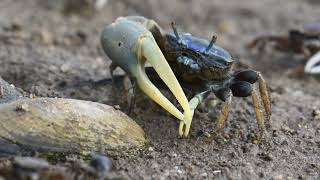 Fiddler Crab Eating