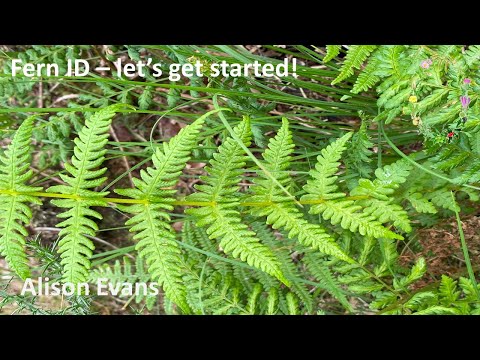 Fern ID - let's get started