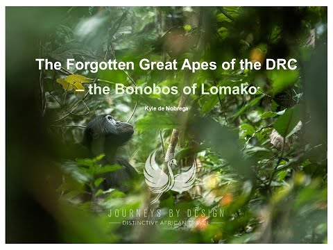 The Forgotten Apes of Lomako - Bonobo's of the Democratic Republic of Congo